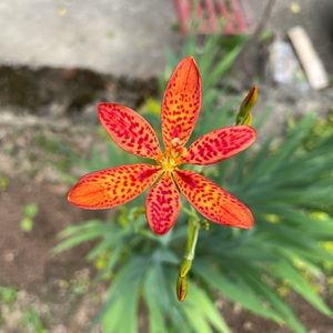 Meet your Posher, Sharon